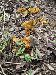 Solanum lycopersicum