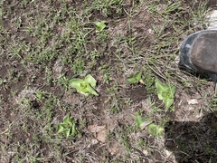 Tradescantia crassifolia