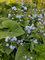 Brunnera sibirica
