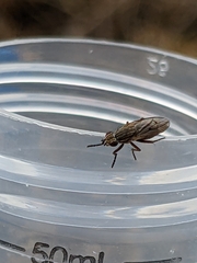 Sciomyzoidea