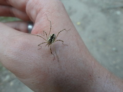 Mitopus morio