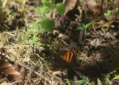 Castilia eranites