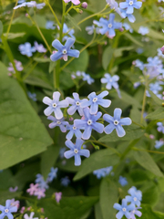 Brunnera sibirica