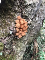Pholiota squarrosoides