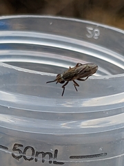 Sciomyzoidea