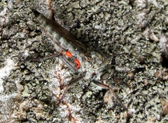 Machimus chrysitis