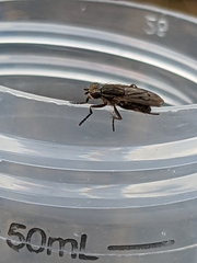 Sciomyzoidea