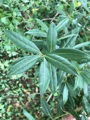 Laurus nobilis