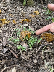 Solanum lycopersicum