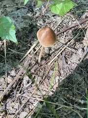 Pluteus longistriatus