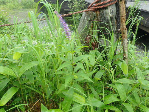 kugaisou (Veronicastrum japonicum)