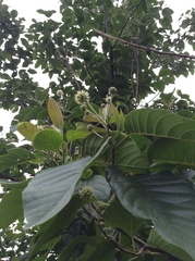 Camptotheca acuminata