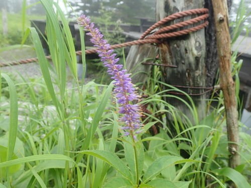 Image of Veronicastrum japonicum by (c) Yoshihiro Tokue, some rights reserved (CC BY)
