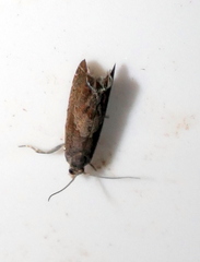 Dichrorampha acuminatana