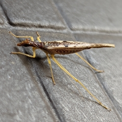 Neoxabea bipunctata