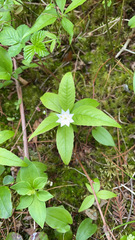 Lysimachia borealis