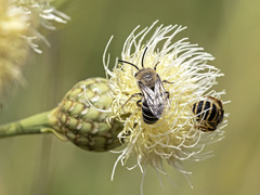 Colletes dimidiatus