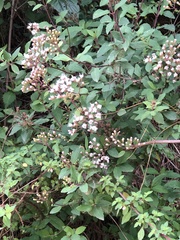 Ageratina havanensis