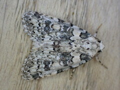 Bryophila domestica