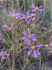 Galatella angustissima