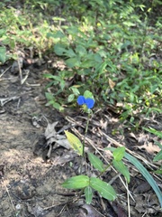 Commelina communis