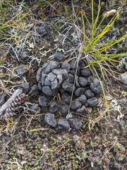 Ovibos moschatus