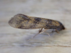 Mystacides longicornis