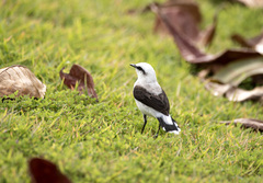 Fluvicola nengeta