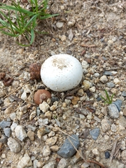 Agaricineae