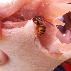 Vespula germanica