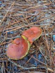 Phylloporus