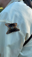 Euphydryas phaeton