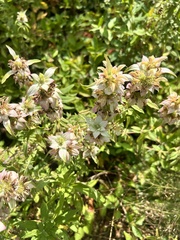 Monarda
