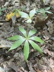 Medeola virginiana