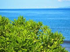 Scaevola taccada