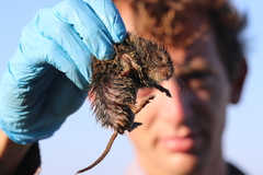 Microtus pennsylvanicus breweri