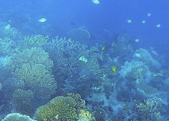 Chaetodon unimaculatus