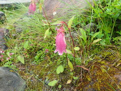 Campanula punctata