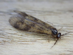 Mystacides longicornis