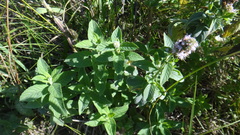 Mentha longifolia