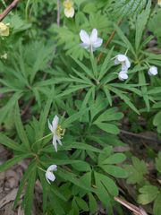 Anemonoides caerulea