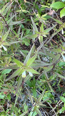 Melampyrum lineare