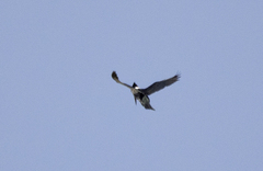 Chloroceryle amazona