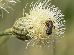 Halictus fulvipes