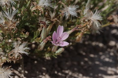 Stephanomeria runcinata