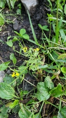 Erysimum cheiranthoides