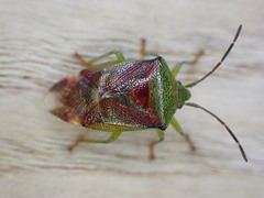 Elasmostethus interstinctus