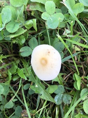 Conocybe apala