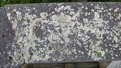 Physcia millegrana