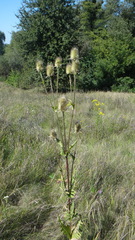 Dipsacus laciniatus